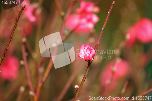 Image of peach blossom , decoration flower for chinese new year