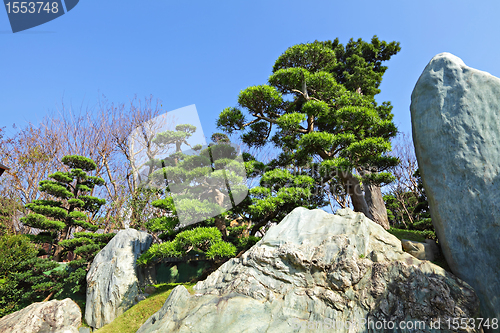 Image of chinese garden plant