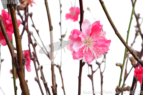 Image of cherry blossoms for chinese new year