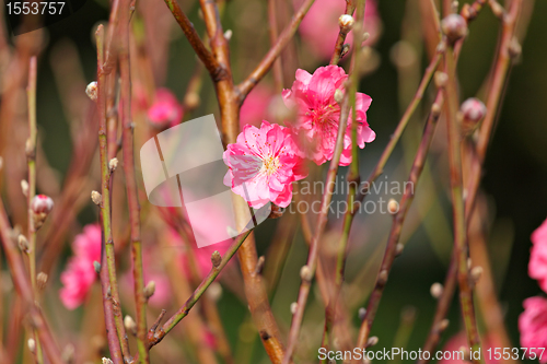 Image of peach blossom