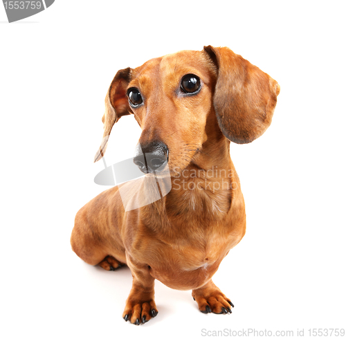Image of dachshund dog
