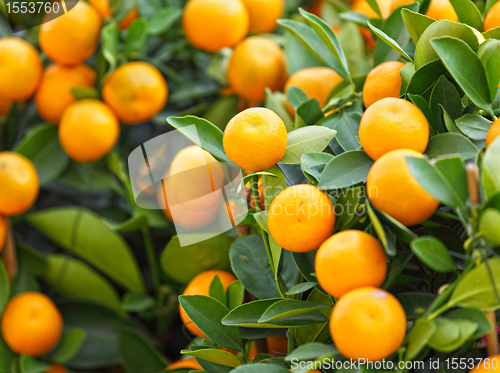 Image of kumquat for chinese new year