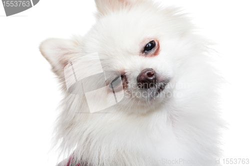 Image of sleepy white pomeranian dog