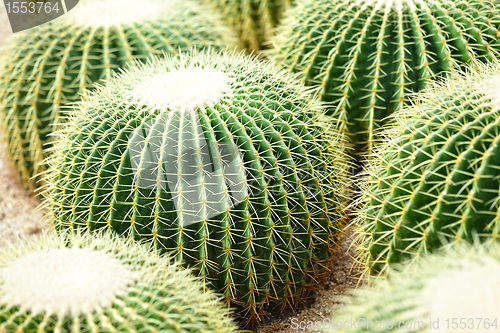 Image of cactus