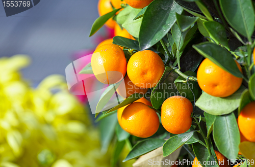 Image of kumquat for chinese new year