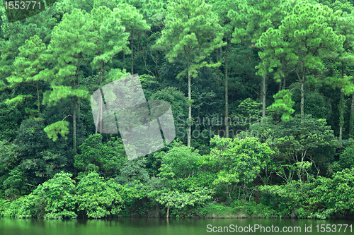 Image of lake with green tree