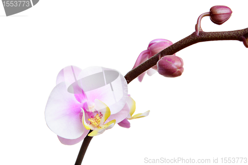 Image of Orchid flower on white background