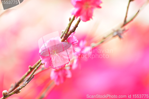 Image of peach blossom , decoration flower for chinese new year