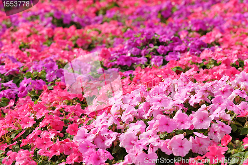 Image of flower field