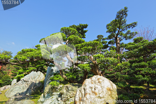 Image of chinese garden plant