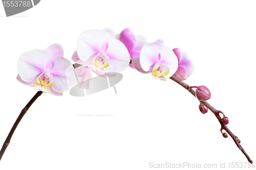 Image of Orchid flower