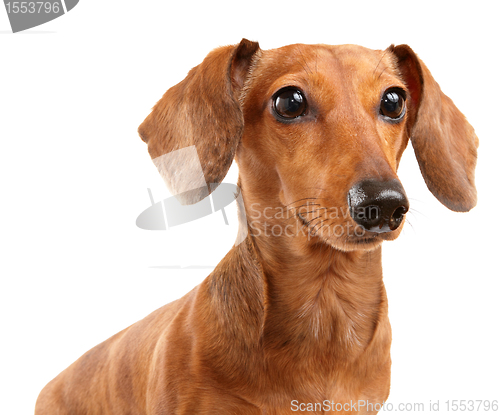 Image of dachshund dog