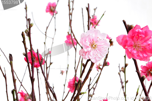 Image of cherry blossoms for chinese new year