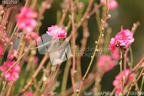 Image of peach blossom , decoration flower for chinese new year
