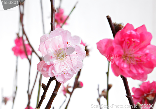 Image of cherry blossoms for chinese new year