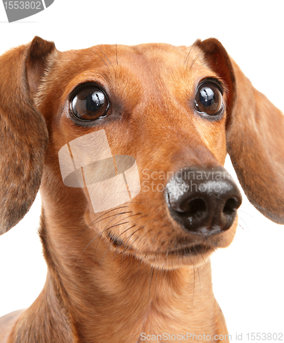 Image of dachshund dog