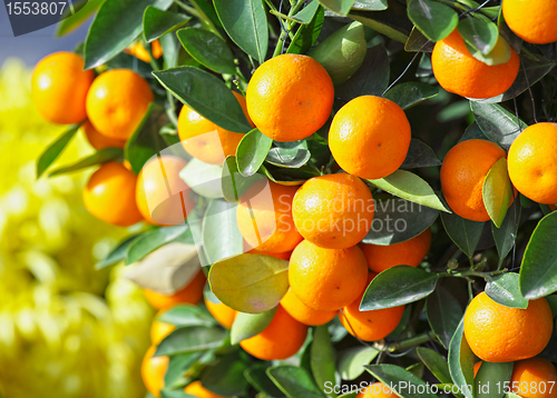 Image of chinese kumquat for chinese new year