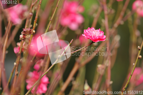 Image of peach blossom , decoration flower for chinese new year