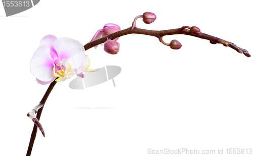 Image of Orchid flower on white background
