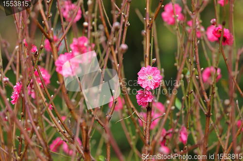 Image of peach blossom