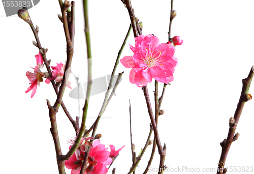 Image of cherry blossoms for chinese new year