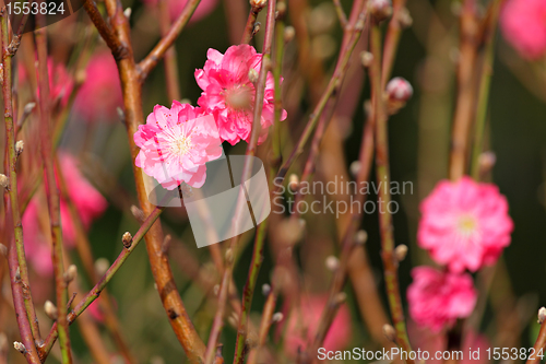 Image of peach blossom , decoration flower for chinese new year