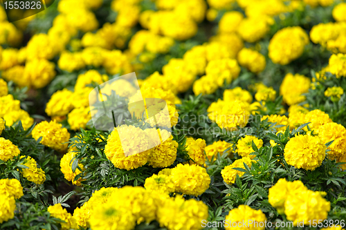 Image of flower field