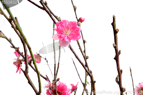 Image of cherry blossoms for chinese new year