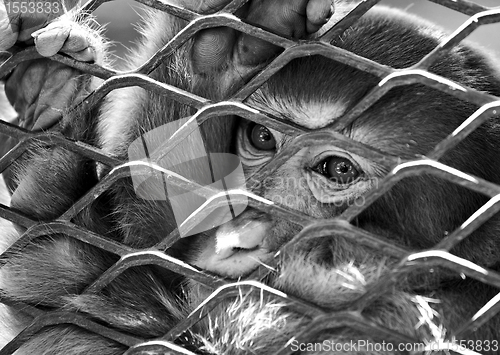 Image of sad monkey in cage