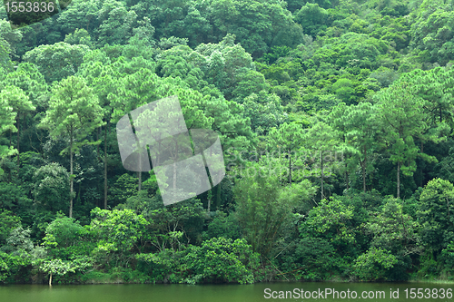 Image of lake with green tree