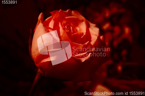 Image of Red rose