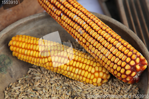 Image of Maize cobs