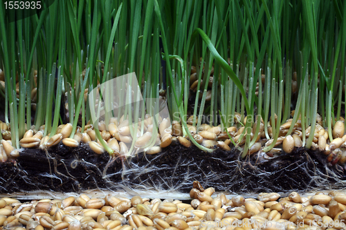 Image of Growth wheat