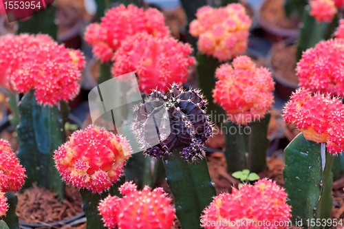 Image of Purple cactus surrounded by red ones, shallow DOF