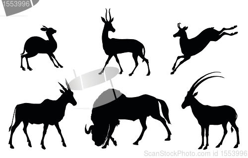 Image of Animals collections. Antelope  