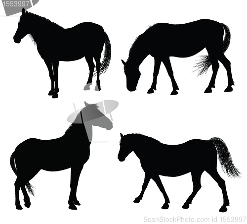 Image of Vector horse silhouette  