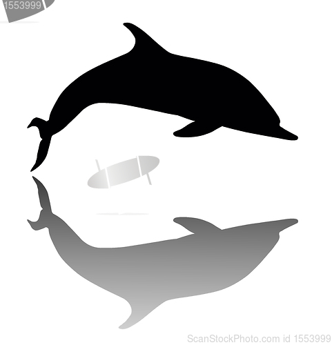 Image of Dolphin  