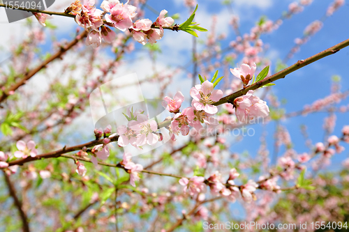 Image of peach blossom
