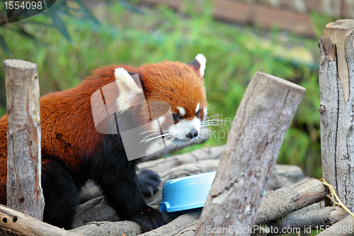 Image of red panda