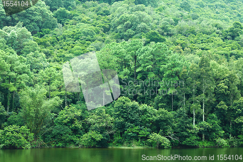 Image of lake with green tree