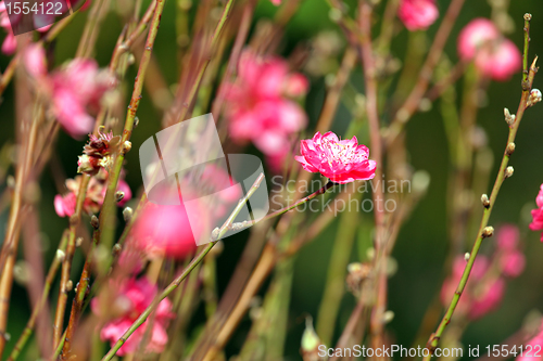 Image of peach blossom , decoration flower for chinese new year