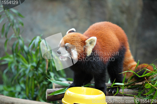 Image of red panda