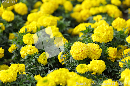 Image of flower field