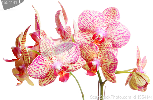 Image of orchid on white