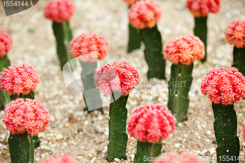 Image of Cactus