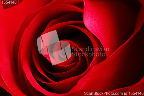 Image of rose close up