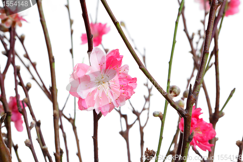 Image of peach blossoms for chinese new year