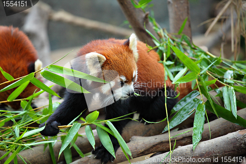 Image of red panda