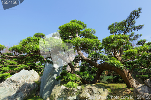 Image of chinese garden plant