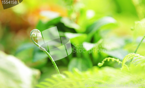 Image of Green plant
